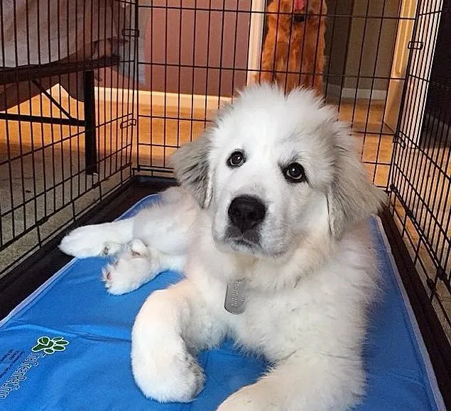 Cooling Pet Pad by The Green Pet Shop
