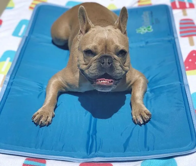 Cooling Pet Pad by The Green Pet Shop