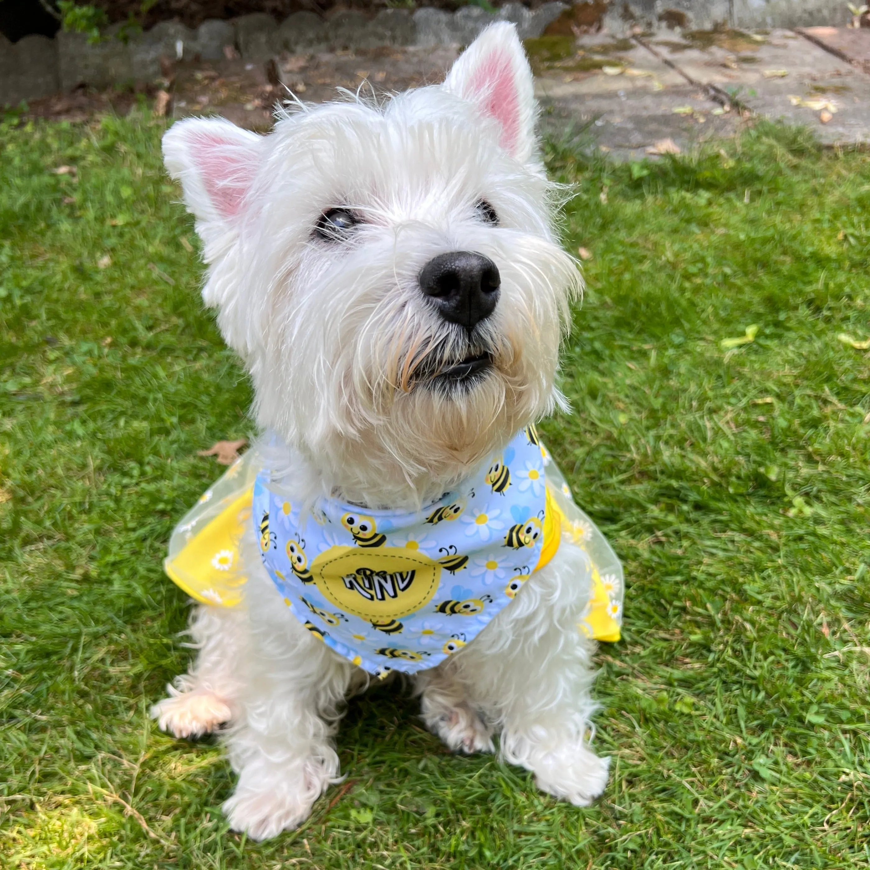 Dog Bandana - Be Kind Bees and Daisies