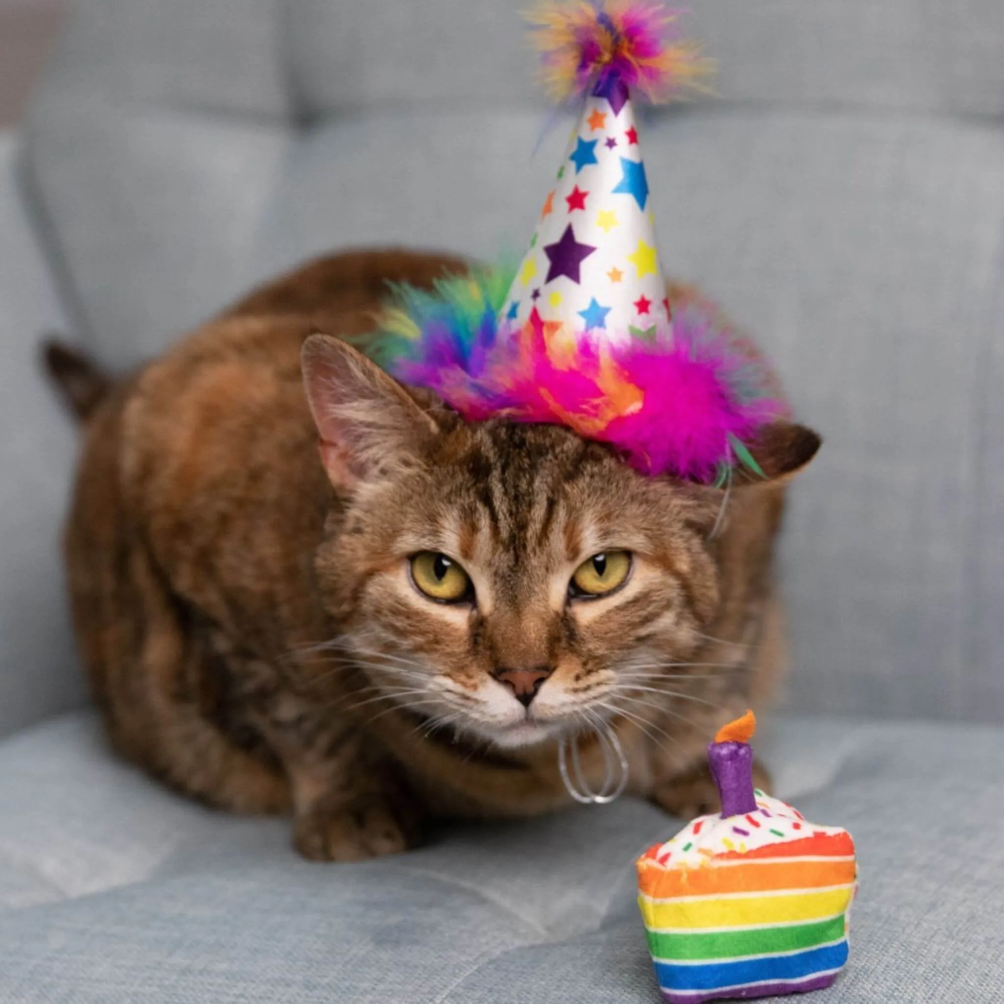 Funfetti Cake Plush Cat Toy