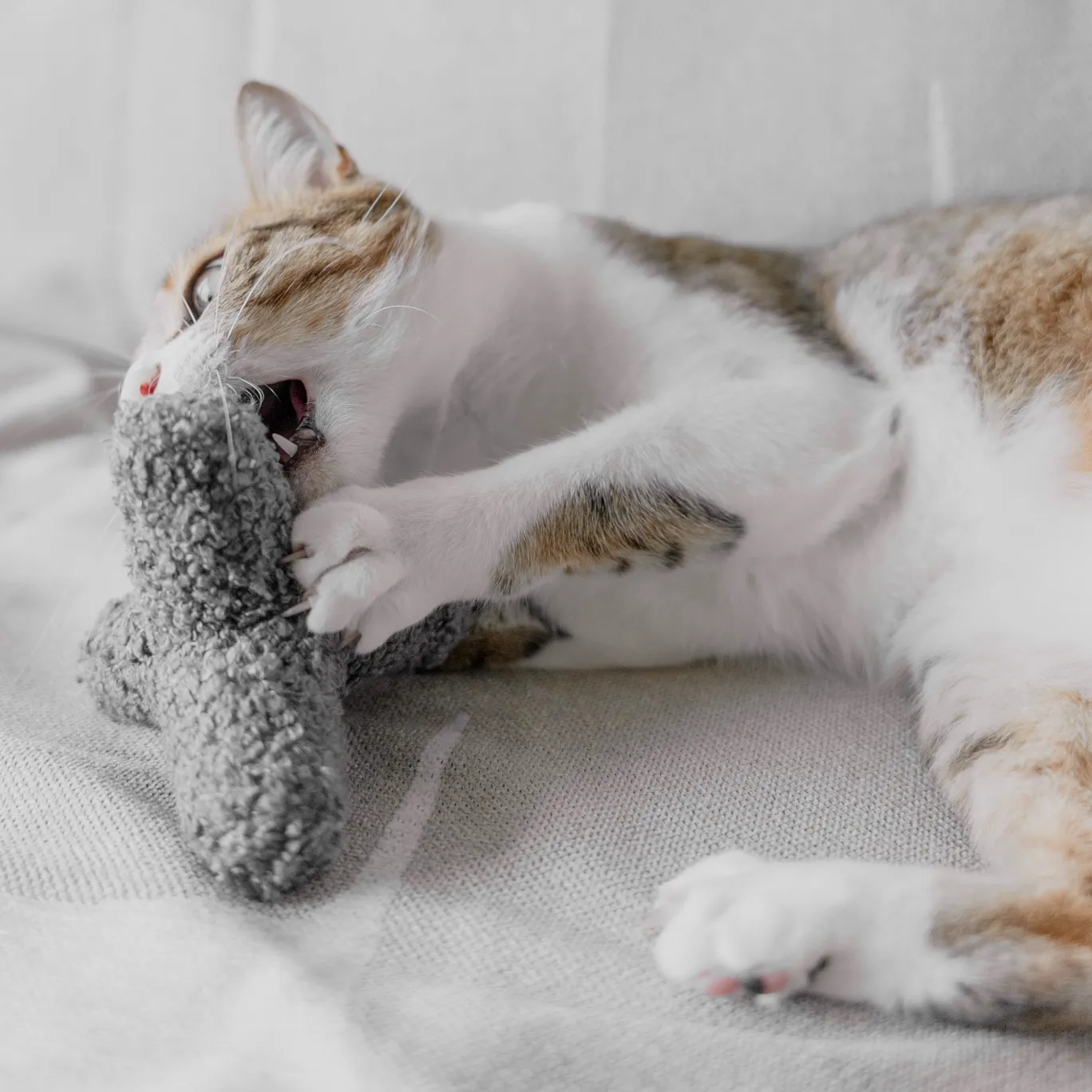 KITTY BREUER